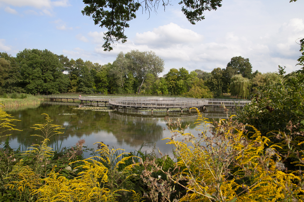 karpfenteich_blumen_4.jpg